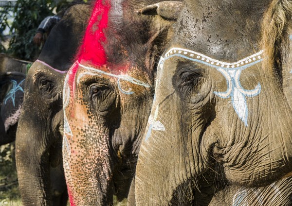 Portrait of Asian elephants