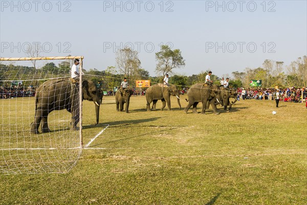 Asian elephants