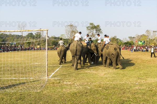 Asian elephants