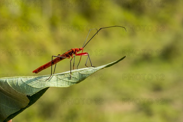 Red Cotton Bug