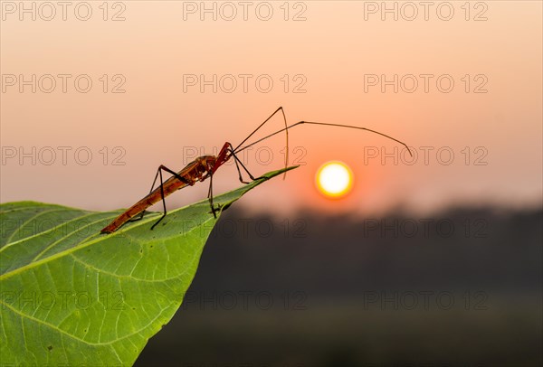 Red Cotton Bug