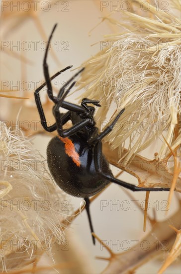 False widow spider