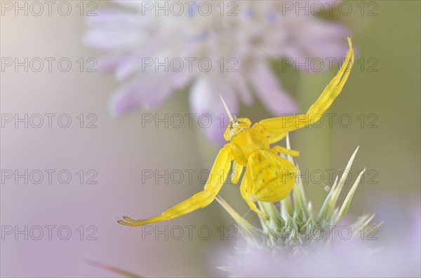 Crab spider