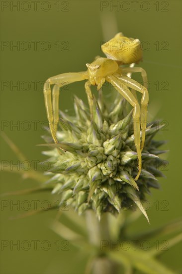 Crab spider