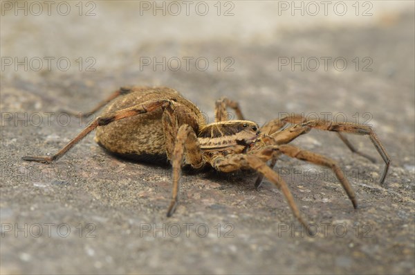 Female wolf spider