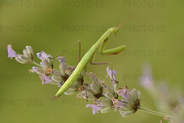 Female European mantis