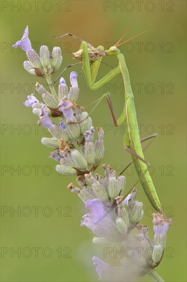 Female European mantis