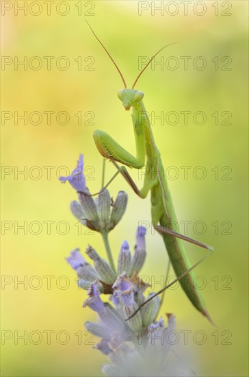 Female European mantis