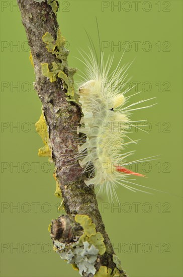 Half-grown Pale Tussock