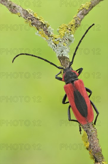 Long horned beetle