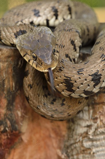 Adult grass snake or ringed snake