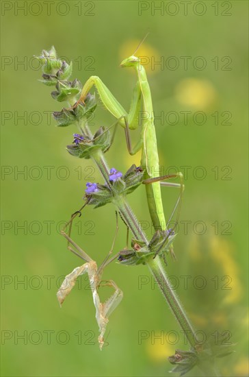 European mantis