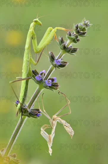 European mantis