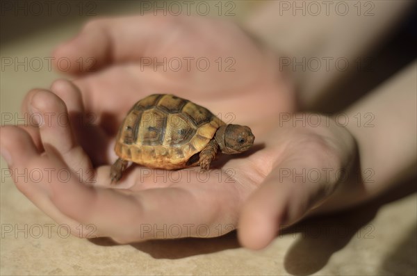 Spur-thighed tortoise