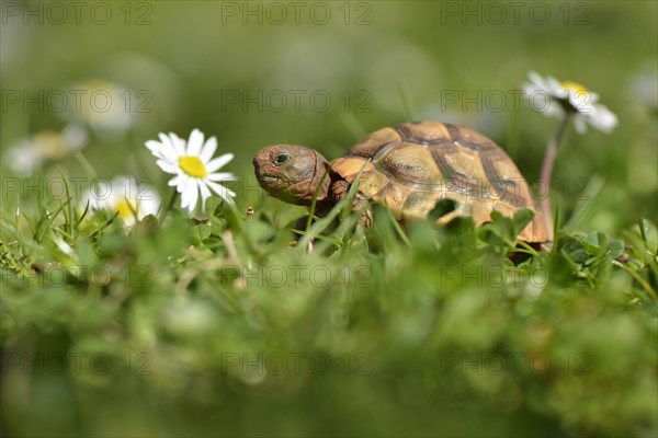 Spur-thighed tortoise