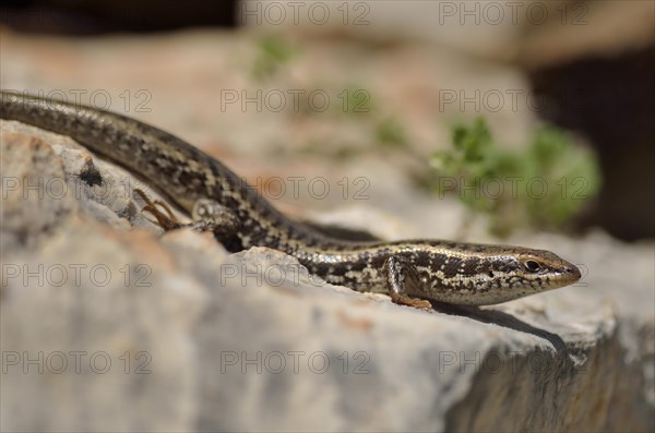 Adult Levant skink or golden grass mabuya