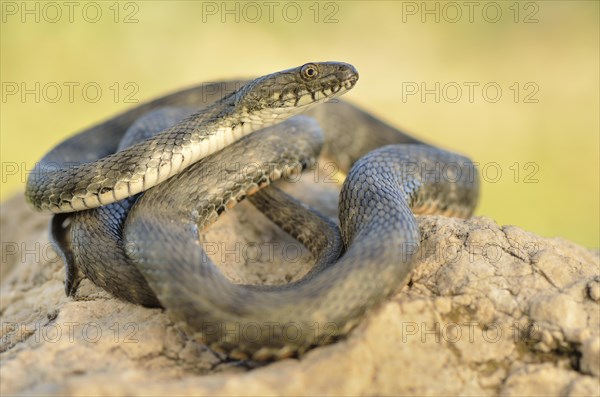 Adult dice snake