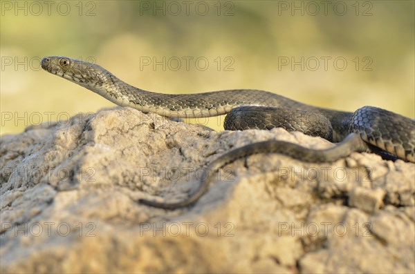 Adult dice snake