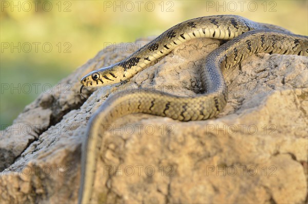 Adult grass snake or ringed snake