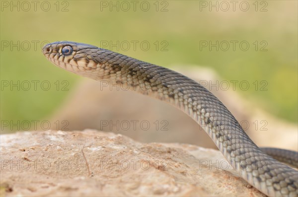 Semiadult large whip snake