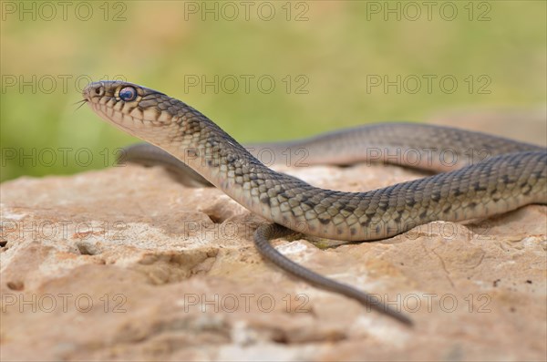 Semiadult large whip snake