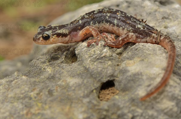 Adult Luschan's or Lycian salamander