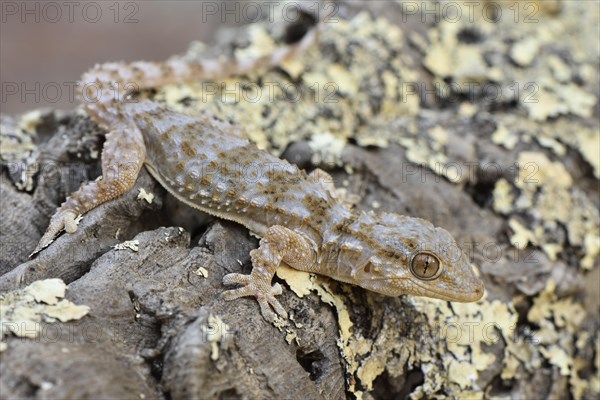 Full-grown Moorish wall gecko
