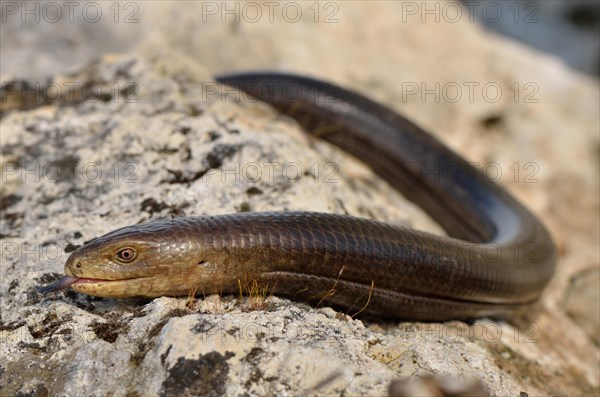 Full-grown Sheltopusik or European legless lizard