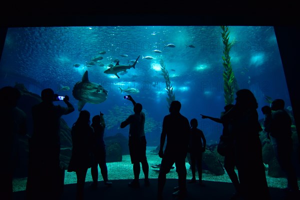 Visitors standing in front of the sea aquarium