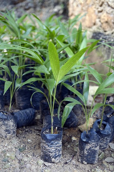 Coconut tree seedlings