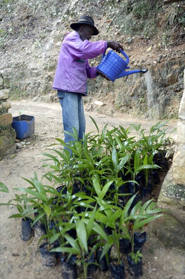 Old man watering coconut tree seedlings