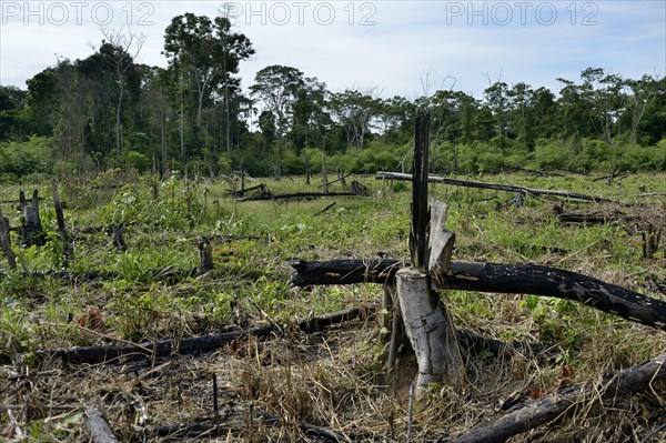 Forest clearance to obtain agricultural and grazing land