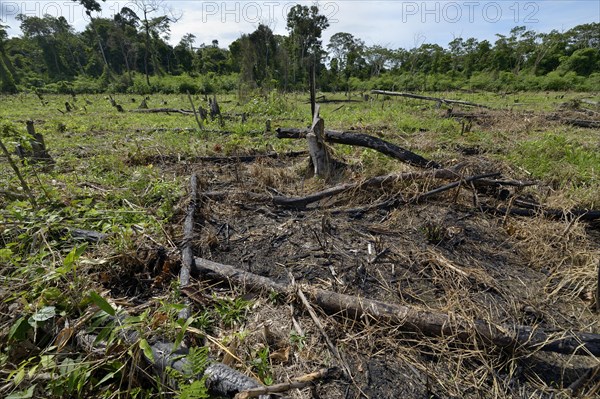 Forest clearance to obtain agricultural and grazing land