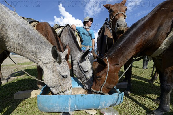 Mules at trough