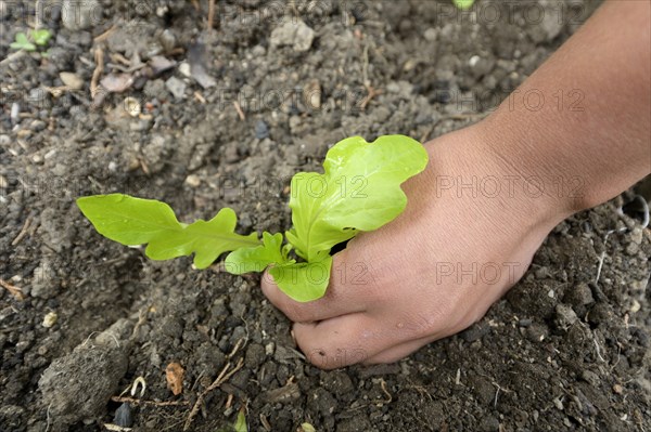 Teenager planting lettuce in a flower bed