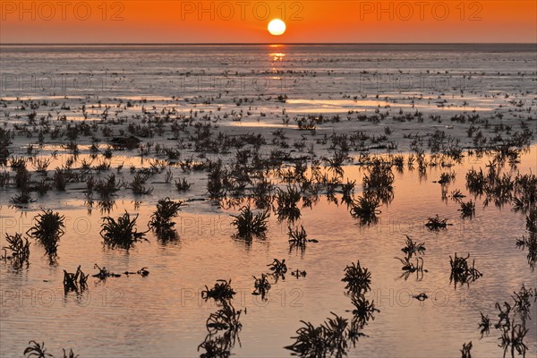 Common glasswort