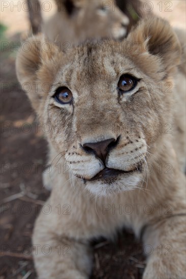 Lion