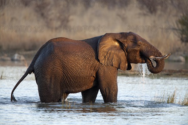 African bush elephant