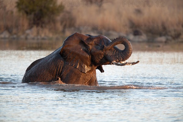 African bush elephant