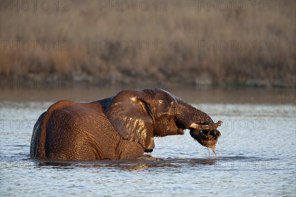 African bush elephant