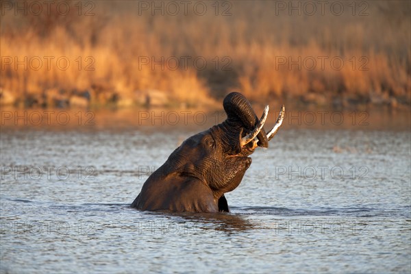 African bush elephant