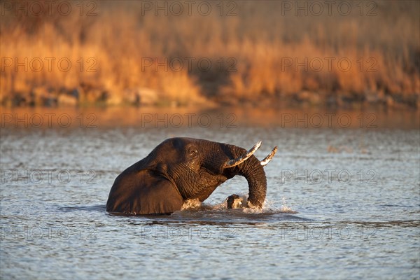 African bush elephant