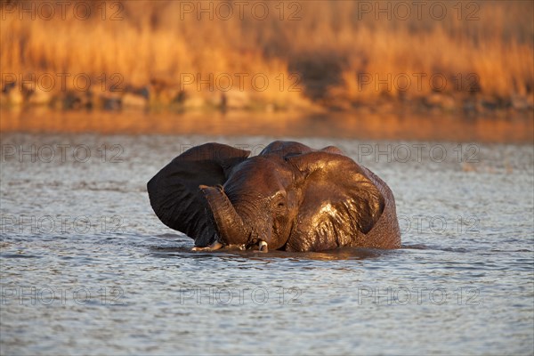 African bush elephant