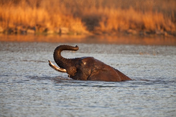 African bush elephant