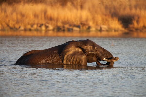 African bush elephant