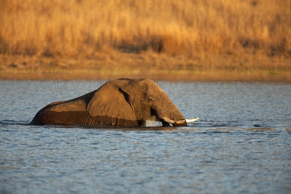 African bush elephant