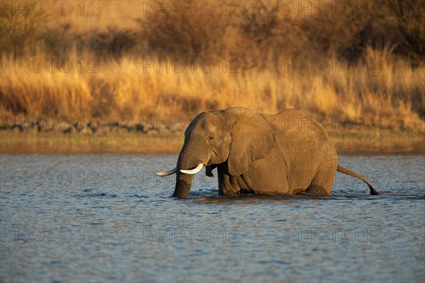 African bush elephant