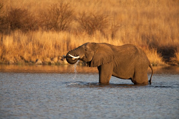 African bush elephant