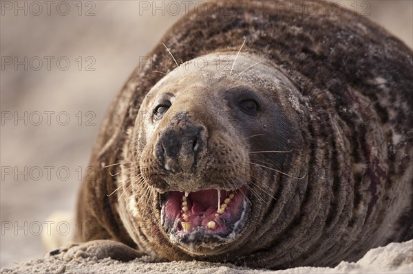 Grey seal