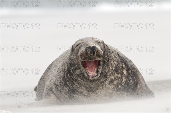 Grey seal